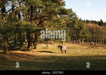 A domesticated horse with a winter coat on standing in a field in Perthshire, enjoying the winter sun, Scotland, UK. Stock Photo