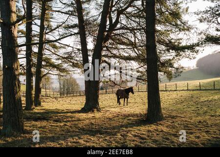 A domesticated horse with a winter coat on standing in a field in Perthshire, enjoying the winter sun, Scotland, UK. Stock Photo