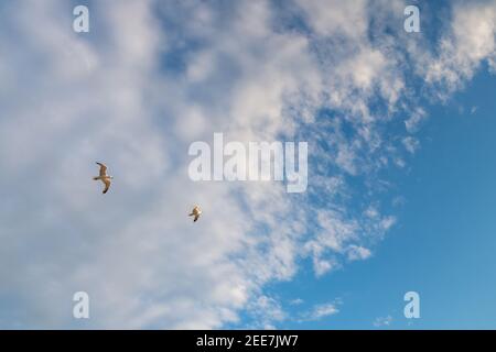 Two seagulls flying against the background of clouds towards the blue sky. Striving for a better life. A symbol of freedom and love. Copy space. Stock Photo