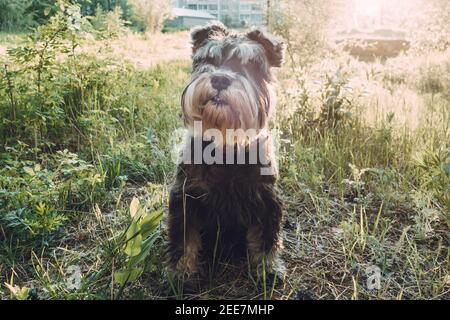 Portrait of a dog for a walk in the park in the evening sun. Active pets on hikes, active dogs. A miniature schnauzer sits on the grass at sunset.