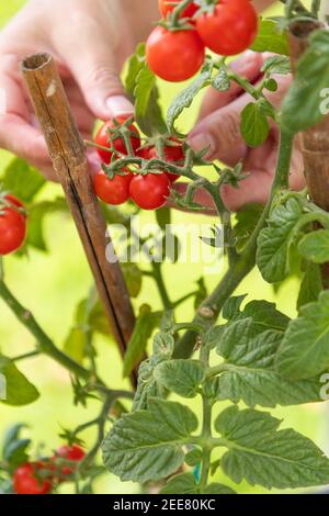 Woman Picking Ripe Cherry Tomatoes On The Vine in the Garden. Stock Photo