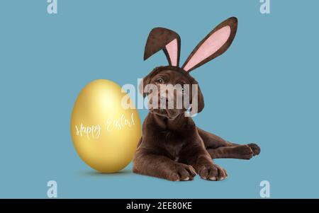 a chocolate labrador puppy with furry Easter ears laying next to a golden Easter egg Stock Photo