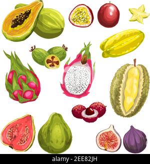 Exotic fruit watercolor set. Fresh tropical dragon fruit, papaya, feijoa, passion fruit, carambola, durian, guava, lychee, fig whole fruit and slices Stock Vector