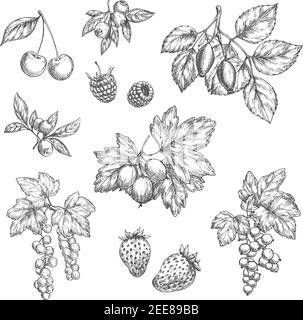 Berries sketch vector icons set. Cherry and forest blueberry or black currant and redcurrant branch, garden strawberry or raspberry and farm gooseberr Stock Vector