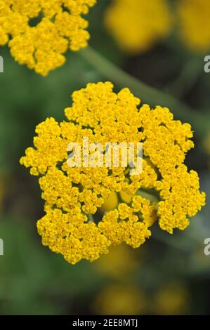 Yarrow (Achillea filipendulina) Coronation Gold flowers in a garden in May Stock Photo