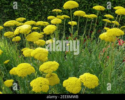Yellow yarrow (Achillea filipendulina) Parker's Variety blooms in a garden in August Stock Photo