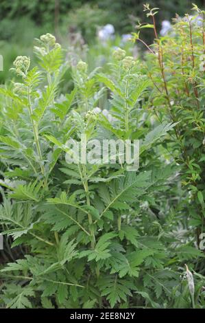 Broad-leaved yarrow (Achillea macrophylla) grows in a garden in May Stock Photo