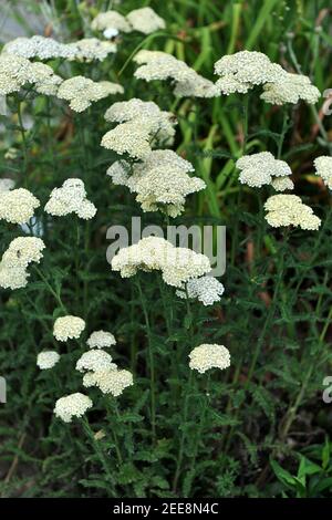 https://l450v.alamy.com/450v/2ee8n4c/common-yarrow-achillea-millefolium-hella-glashoff-flowers-in-a-garden-in-july-2ee8n4c.jpg