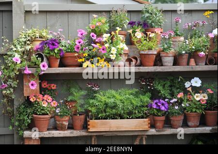 Petunia, nemesia and vegetable seedlings in terra cotta and wooden pots on fence shelves in a garden Stock Photo