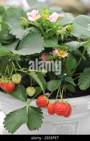 Strawberry (Fragaria ananassa) Just add Cream in a white pot on an exhibition in May Stock Photo