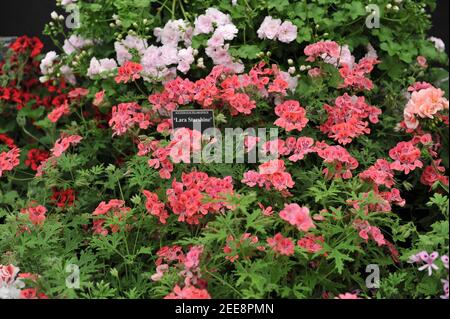 Pink scented-leaved pelargonium Lara Starshine blooms om an exhibition in May Stock Photo