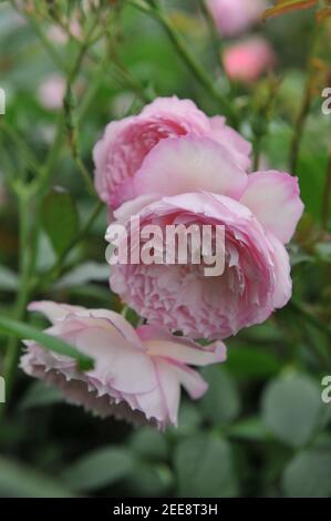 Pink shrub English rose (Rosa) The Mill On The Floss blooms on an exhibition in May Stock Photo