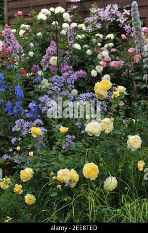 Yellow shrub English rose (Rosa) The Poet's Wife blooms in a garden flower border in June Stock Photo