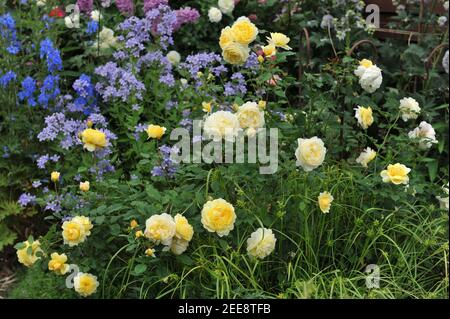 Yellow shrub English rose (Rosa) The Poet's Wife blooms in a garden flower border in June Stock Photo