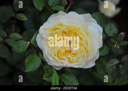 Yellow shrub English rose (Rosa) The Poet's Wife blooms in a garden Stock Photo