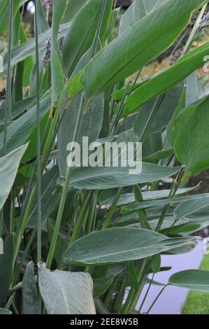 Leaves of an aquatic plant powdery alligator-flag (Thalia dealbata) planted in a pond in a garden in September Stock Photo