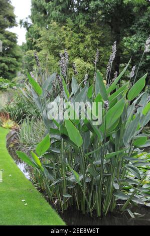 Planted in water powdery alligator-flag (Thalia dealbata) blooms in a pond in a garden in September Stock Photo