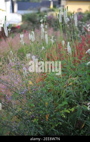 White canadian burnet (Sanguisorba canadensis) blooms in a garden in August Stock Photo