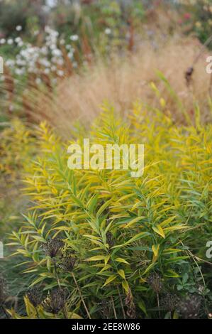 Yellow autumn color of eastern bluestar (Amsonia tabernaemontana var. salicifolia) in a garden in October Stock Photo