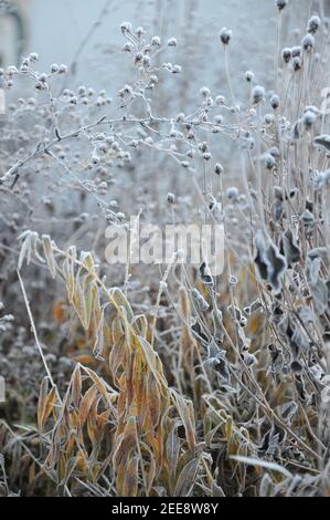 Yellow autumn color of eastern bluestar (Amsonia tabernaemontana var. salicifolia) in hoarfrost in a garden in November Stock Photo