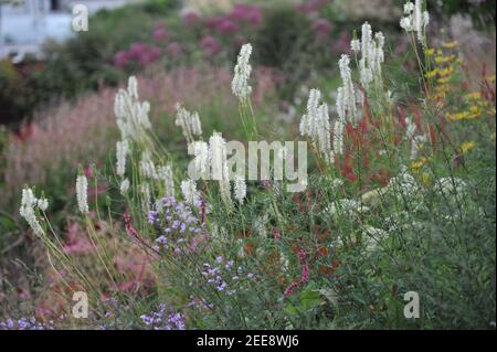 White canadian burnet (Sanguisorba canadensis) blooms in a garden in August Stock Photo