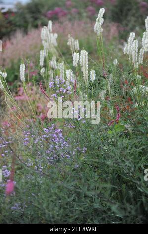 White canadian burnet (Sanguisorba canadensis) blooms in a garden in August Stock Photo