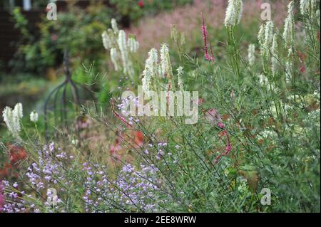 White canadian burnet (Sanguisorba canadensis) blooms in a garden in August Stock Photo