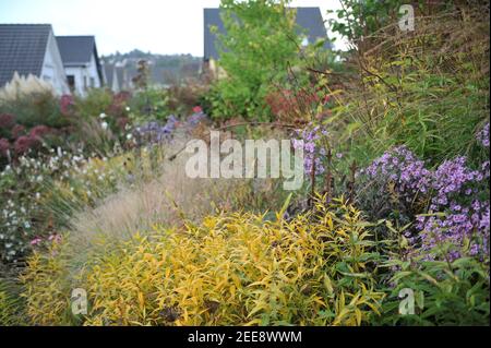 Yellow autumn color of eastern bluestar (Amsonia tabernaemontana var. salicifolia) in a garden in October Stock Photo