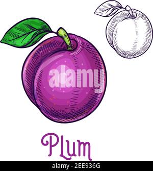 Plum fruit sketch. Vector isolated icon of fresh prune species with leaf. Sweet juicy whole plum fruit symbol for jam and juice product label or groce Stock Vector