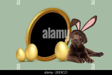 a chocolate labrador puppy with furry Easter ears laying next to golden Easter eggs and a round golden picture frame Stock Photo