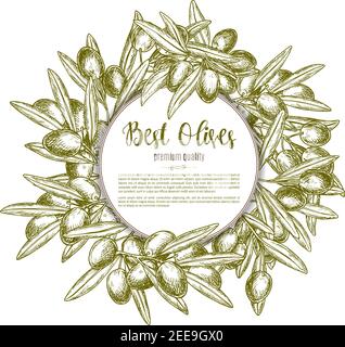 Green olives vector for olive oil product or Italian cuisine or restaurant design. Olive tree branches wreath of fresh harvest fruits for natural orga Stock Vector