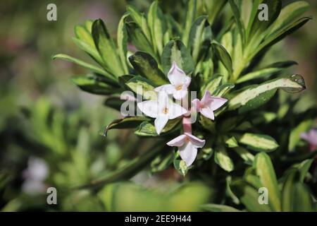 Closeup of variegated leaves on a daphne shrub Stock Photo