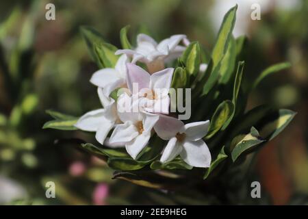 Closeup of pink flowers on a daphne shrub Stock Photo