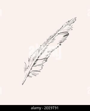 Hand Drawn Feather Isolated Illustration Element on white background. Stock Vector