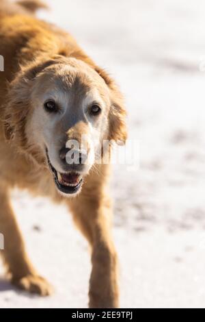 A golden retriever makes a run at me while I'm holding my camera.  The background is snowy and white. Stock Photo