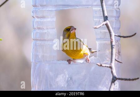 Greenfinch sitting on a bird feeder. Big plastic bottle used as feeder for birds. Taking care of birds in winter. The European greenfinch, or greenfin Stock Photo