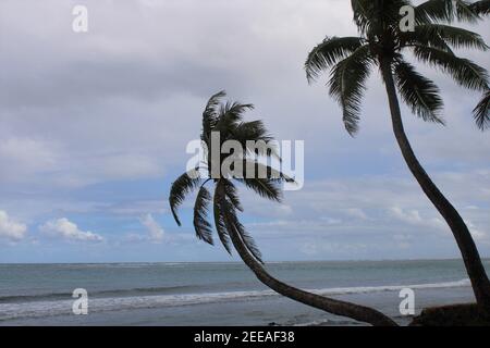 Two sideways palm trees bending toward the Pacific and then up to cloudy sky with just a touch of blue. Photo taken on the Hawaiian island of Oahu. Stock Photo