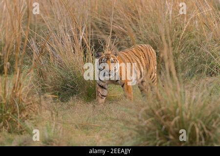 Young male Bengal Tiger cub staring from the grassland at Corbett National Park, Uttarakhand, India Stock Photo