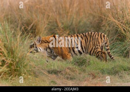 Young male Bengal Tiger cub walking in the grassland of Corbett National Park, Uttarakhand, India Stock Photo