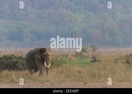 Adult Asian tusker walking in the grassland with the backdrop of Himalayan hills in Corbett Tiger Reserve of Uttarakhand state in India Stock Photo