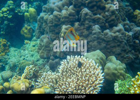 Copperband butterflyfish in coral reef underwater photo. Exotic fish in nature. Tropical seashore snorkeling or diving. Undersea wildlife. Coral reef Stock Photo