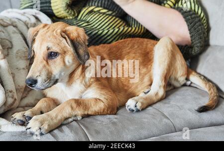 Cute red-haired dog with hanging ears sits on the sofa next to the owner. Stock Photo