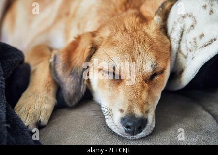 Cute red-haired dog with hanging ears sleeps on a sofa on a blanket. Stock Photo