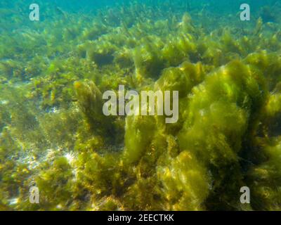 Seaweed on marine plants, underwater photo of tropical seashore. Mossy plant on coral reef. Phytoplankton undersea. Tropic seashore landscape with sea Stock Photo