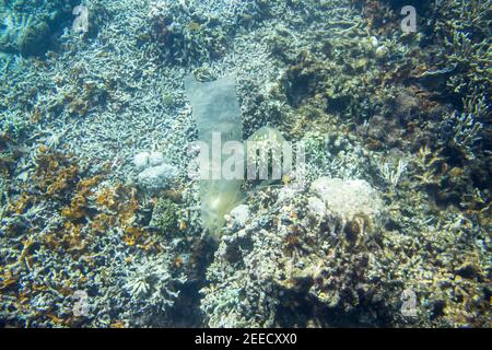 Plastic bag on sea bottom. Garbage in sea underwater photo. Sea water with plastic trash. Ecology problem. Natural environment threat. Plastic polluti Stock Photo