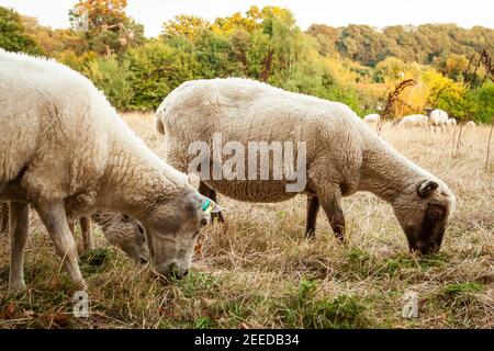 White sheep in a field, Kent Stock Photo