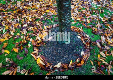 Colourful autumn leaves creating a pretty circular pattern at the base of a cherry tree in a garden in Kent