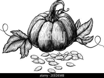 pumpkin plant drawing