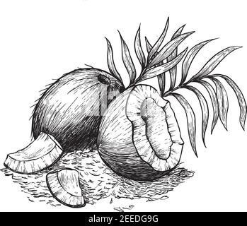 Coconut and coconut shavings. Hand drawn sketches vector illustration on white background in vintage style. Stock Vector