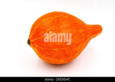 Pumpkin isolated on white background. autumn food. Fresh single ripe pumpkin. Natural squash for halloween or thanksgiving decoration, small sweet con Stock Photo